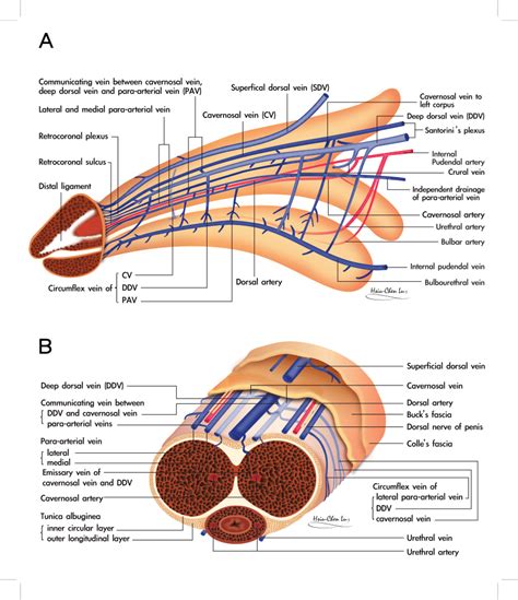 dick pis|Category : Anatomy of the human penis